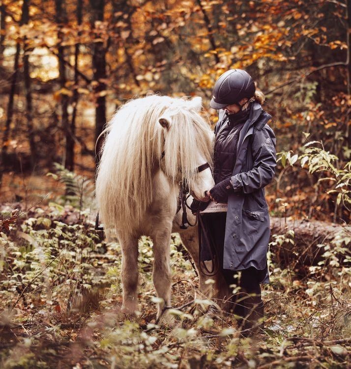 julis schreiber islandpferde