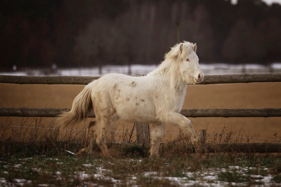 cremello