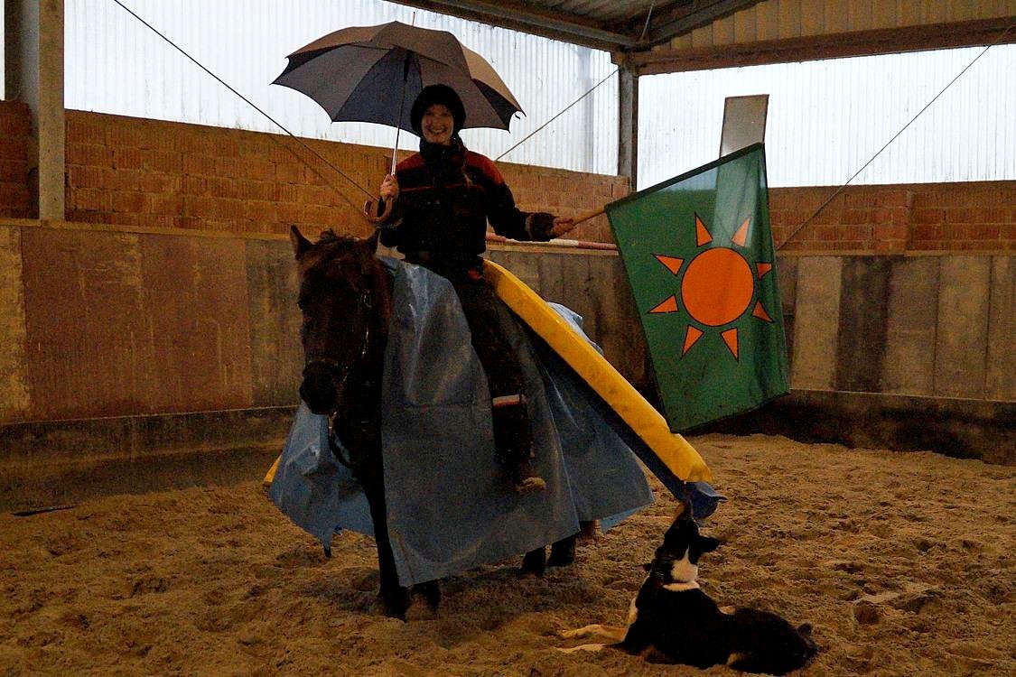 jungpferdeausbildung