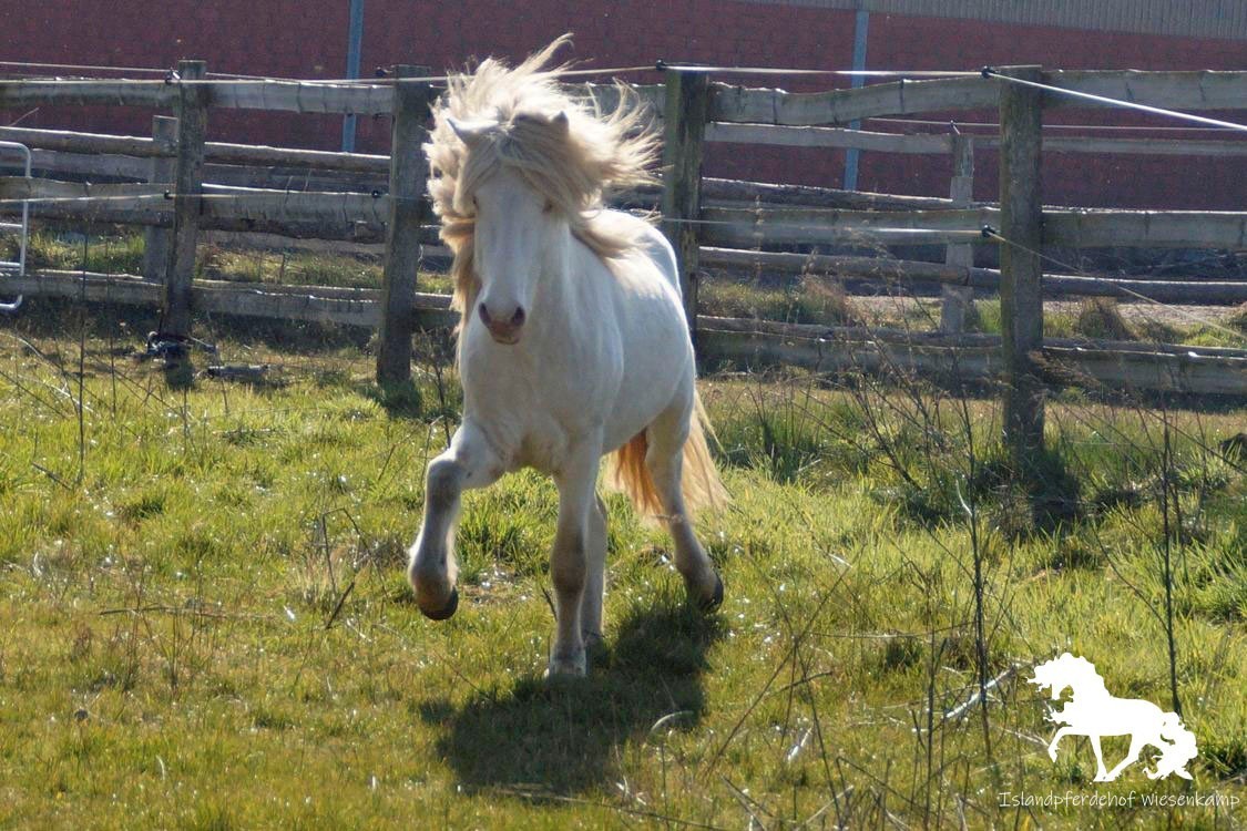 islandhengst vakandi