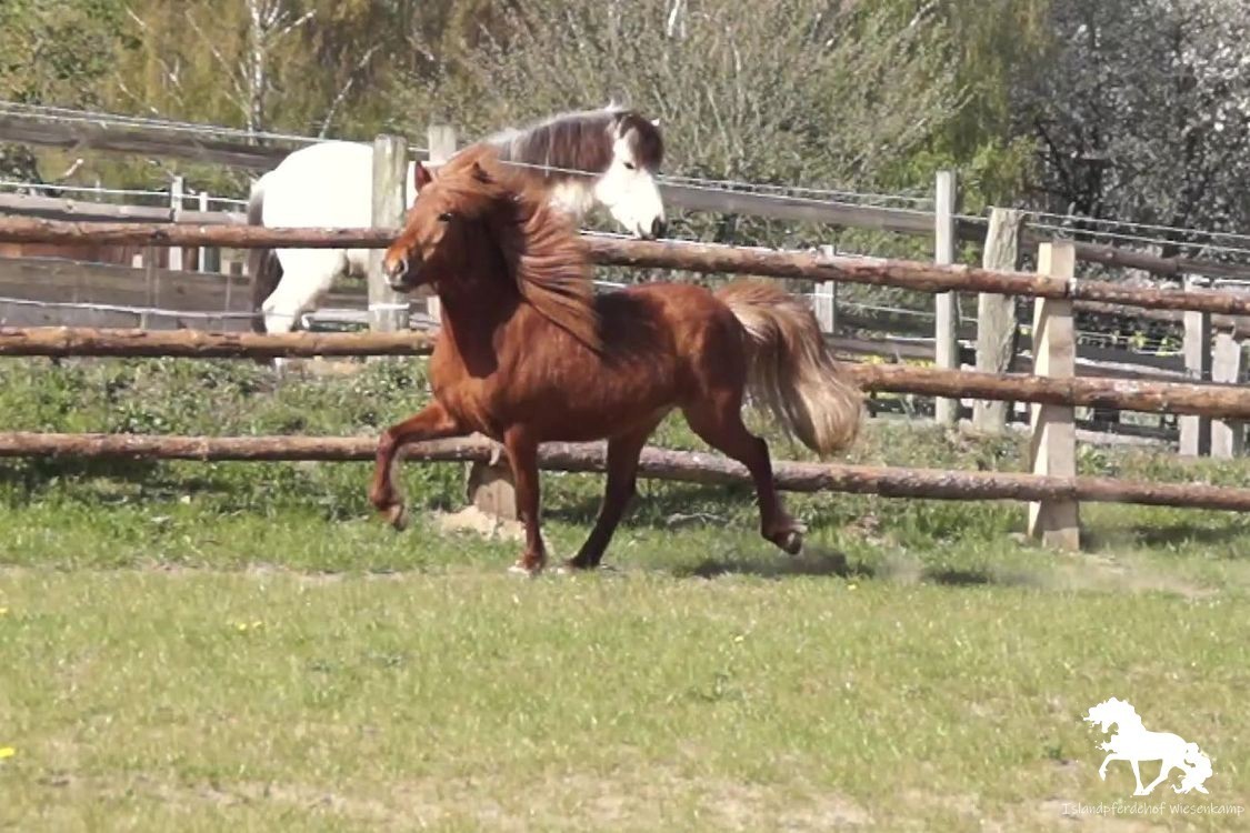 islandhengst